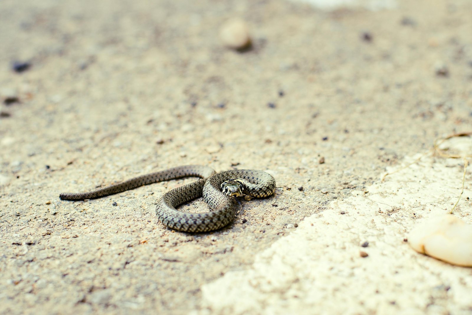Black Snake Dream Meaning