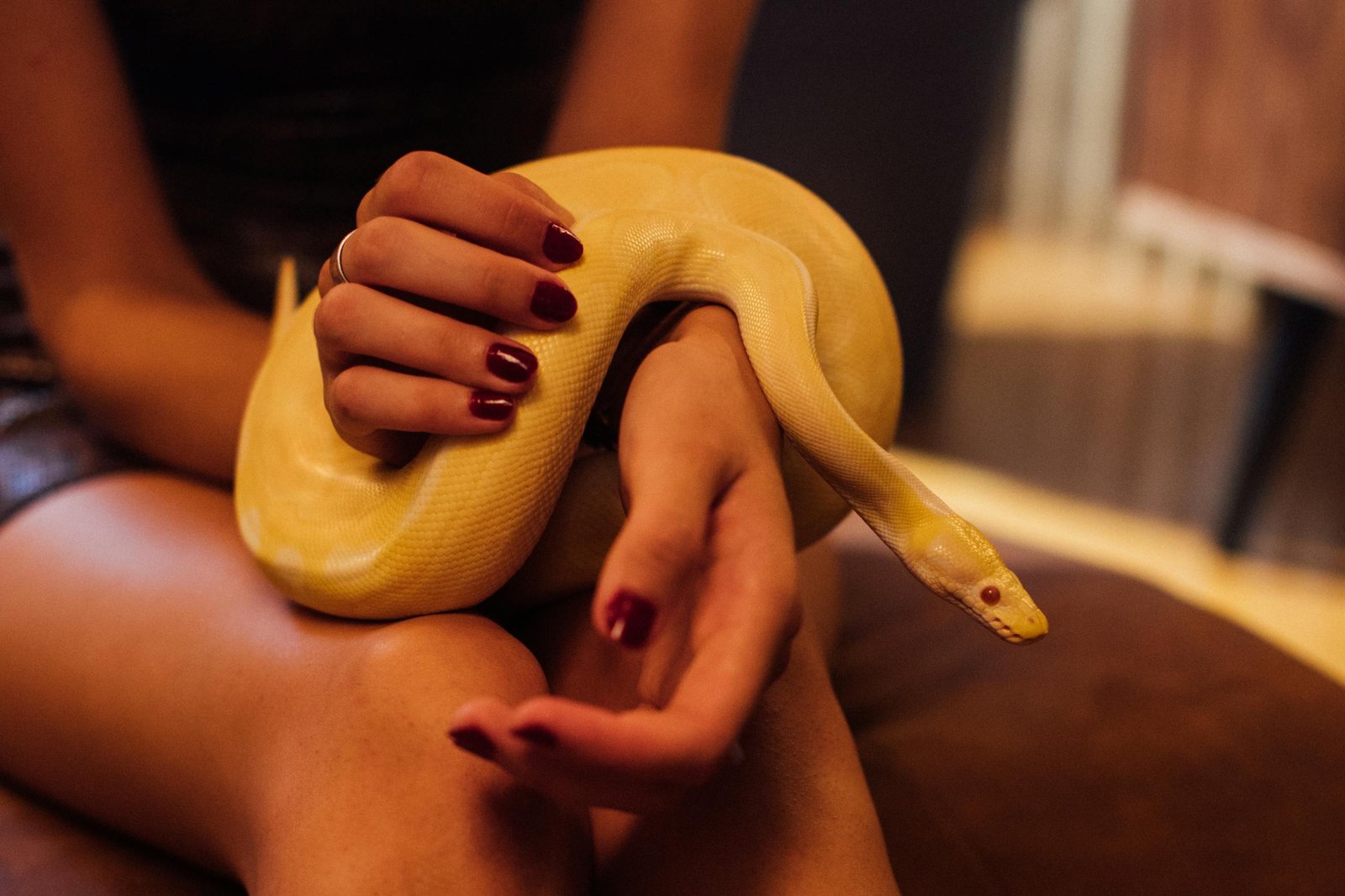 Snake in House Dream Meaning
