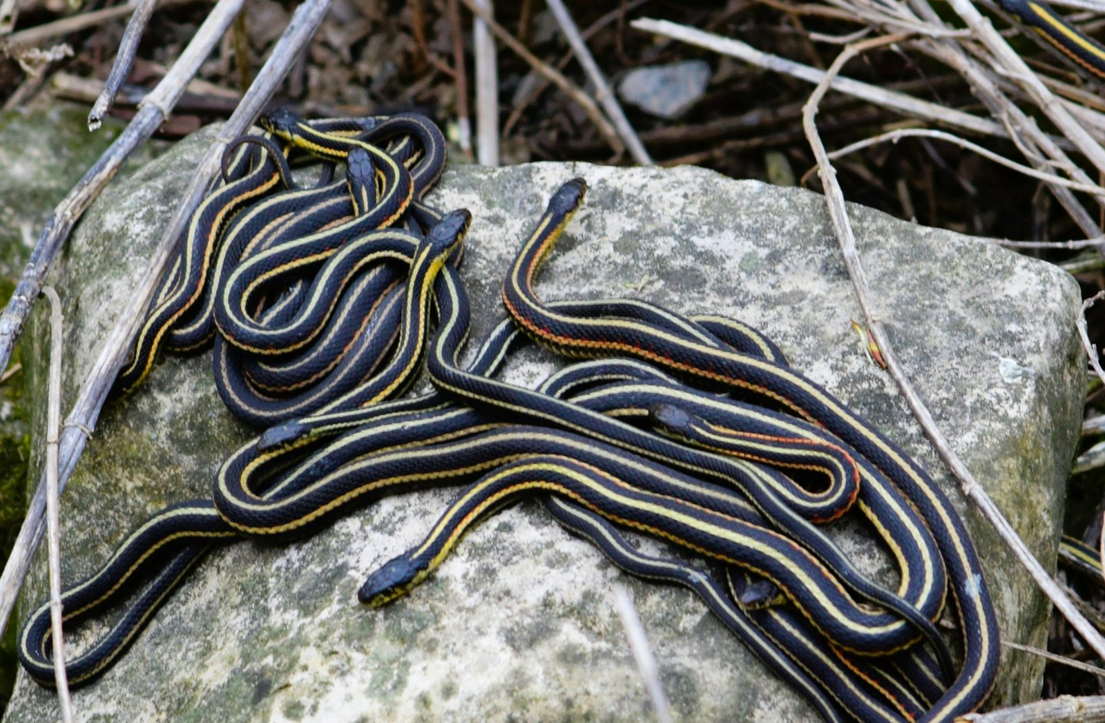 Multiple Snakes Dream Meaning
