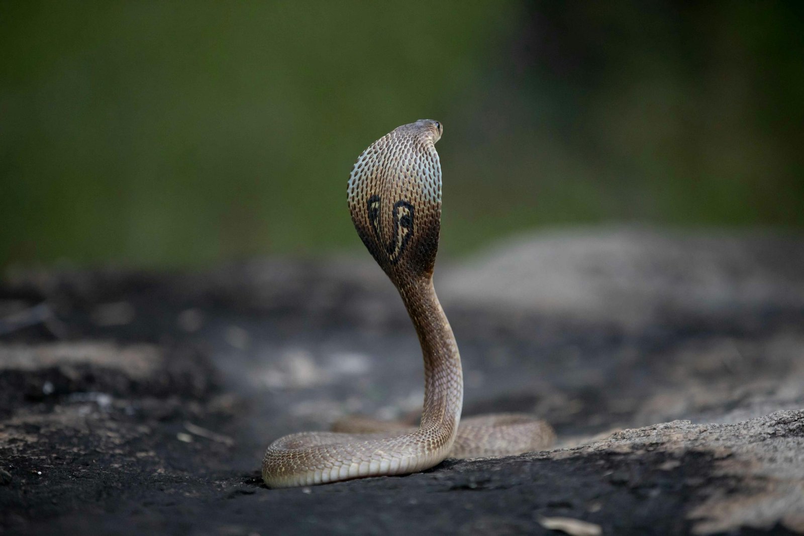 Snake Chasing You Dream Meaning