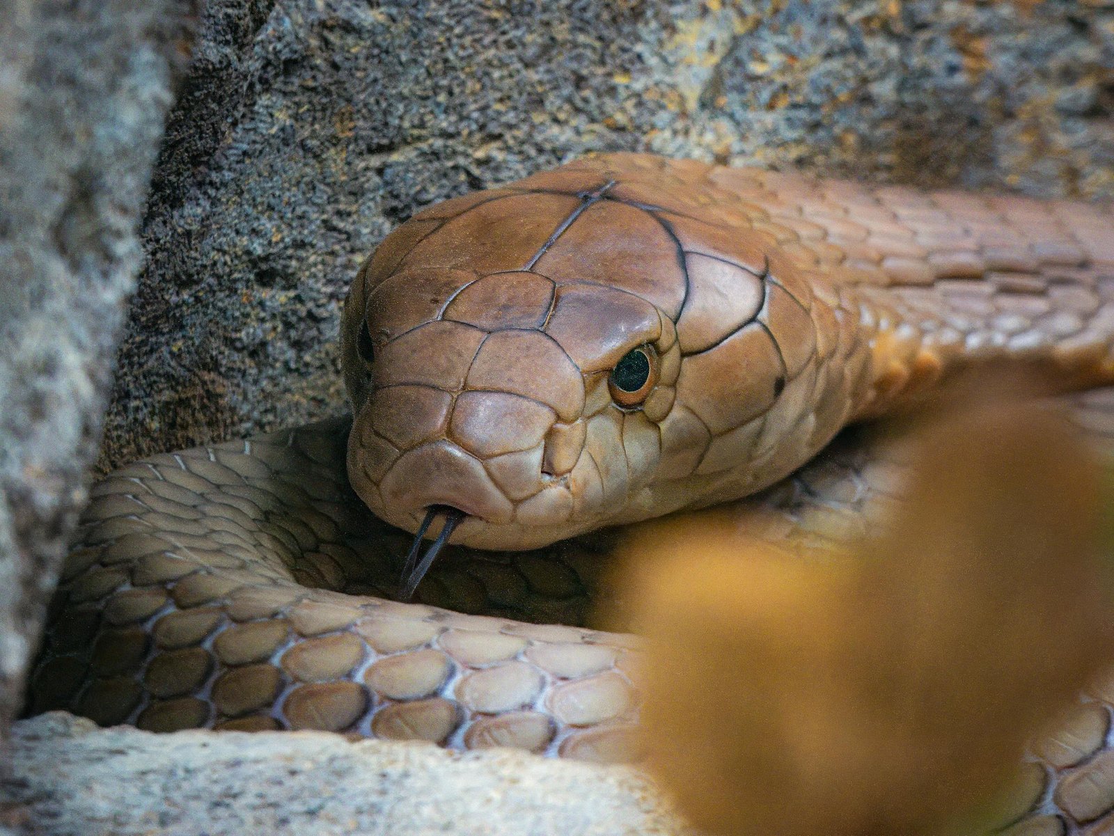 Snake Biting Hand Dream Meaning